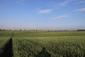 Vrana popolavá (15.6.2023)