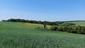 Kukučka obyčajná (jarabá) (14.5.2023)