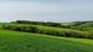 Sýkorka veľká ( bielolíca) (14.5.2023)