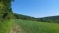 trasochvost biely (31.5.2023)