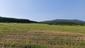Vrana popolavá (28.5.2023)
