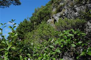 Pohľad na TML, v popredí Sorbus sp., typická pre vápnomilnú kosodrevinu.