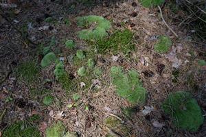Detail Leucobryum