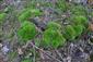 Detail Leucobryum