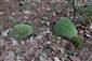 Detail Leucobryum