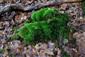 Detail Leucobryum