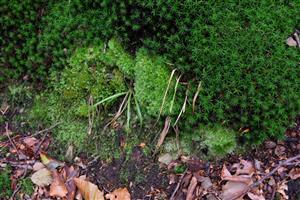 Detail Leucobryum