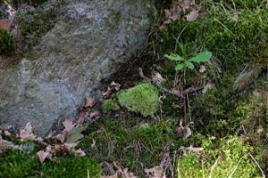 Detail Leucobryum