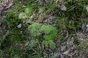 Detail Leucobryum