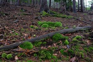 Detail Leucobryum