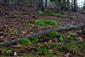 Detail Leucobryum