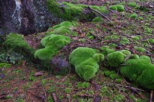Detail Leucobryum