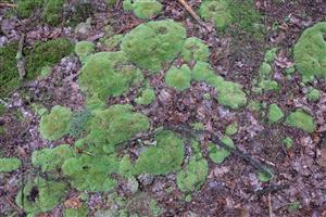 Detail Leucobryum