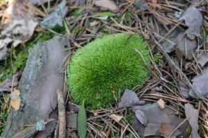 Detail Leucobryum