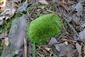 Detail Leucobryum