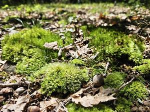 Leucobryum na TML.