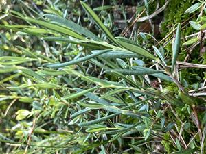 Andromeda polyfolia