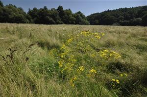 Senecio erucifolius v poraste