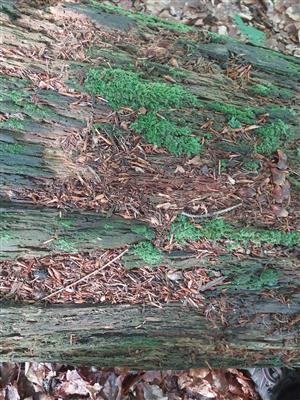 detail kmeňa jedle s gametofytom Buxbaumia viridis