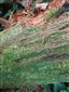 kmeň jedle na ktorej bol identifikovaný Buxbaumia viridis - TMP č.4