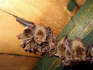 časť kolónie Myotis myotis v podkroví kostola