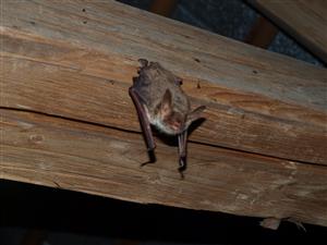 jedinec Myotis myotis v podkroví kostola