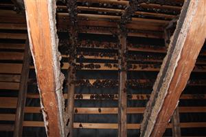 kolónia Myotis myotis v podkroví kláštora