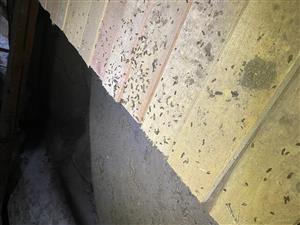 guáno na pochôdznej lávke