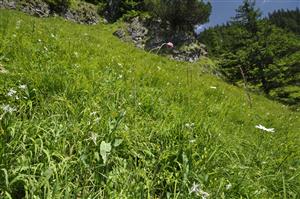 Detail porastu s Calamagrostis varia, Carduus glaucinus, Anthericum ramosum