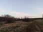 sova lesná (obyčajná) (23.4.2023)