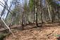 sova lesná (obyčajná) (30.4.2023)