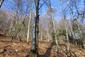sova lesná (obyčajná) (22.4.2023)