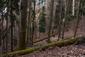 sova lesná (obyčajná) (22.4.2023)