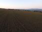 sova lesná (obyčajná) (12.4.2023)