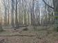 sova lesná (obyčajná) (4.4.2023)