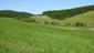 sova lesná (obyčajná) (3.4.2023)