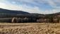 sova lesná (obyčajná) (20.3.2023)