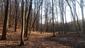 sova lesná (obyčajná) (23.4.2023)