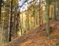 sova lesná (obyčajná) (8.3.2023)