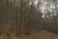 sova lesná (obyčajná) (14.3.2023)