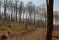 sova lesná (obyčajná) (15.3.2023)