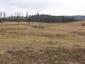 sova lesná (obyčajná) (19.4.2023)