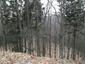 sova lesná (obyčajná) (15.3.2023)