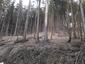 sova dlhochvostá (15.3.2023)