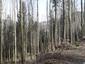 sova lesná (obyčajná) (12.4.2023)