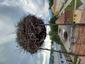 bocian biely (12.5.2023)