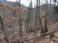 sova dlhochvostá (15.4.2023)