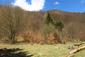 sova lesná (obyčajná) (28.4.2023)