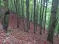 sova lesná (obyčajná) (28.4.2023)
