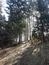 sova lesná (obyčajná) (18.3.2023)